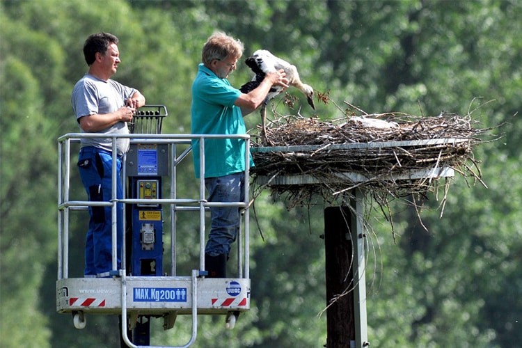 Platform Basket 15.75  image 5